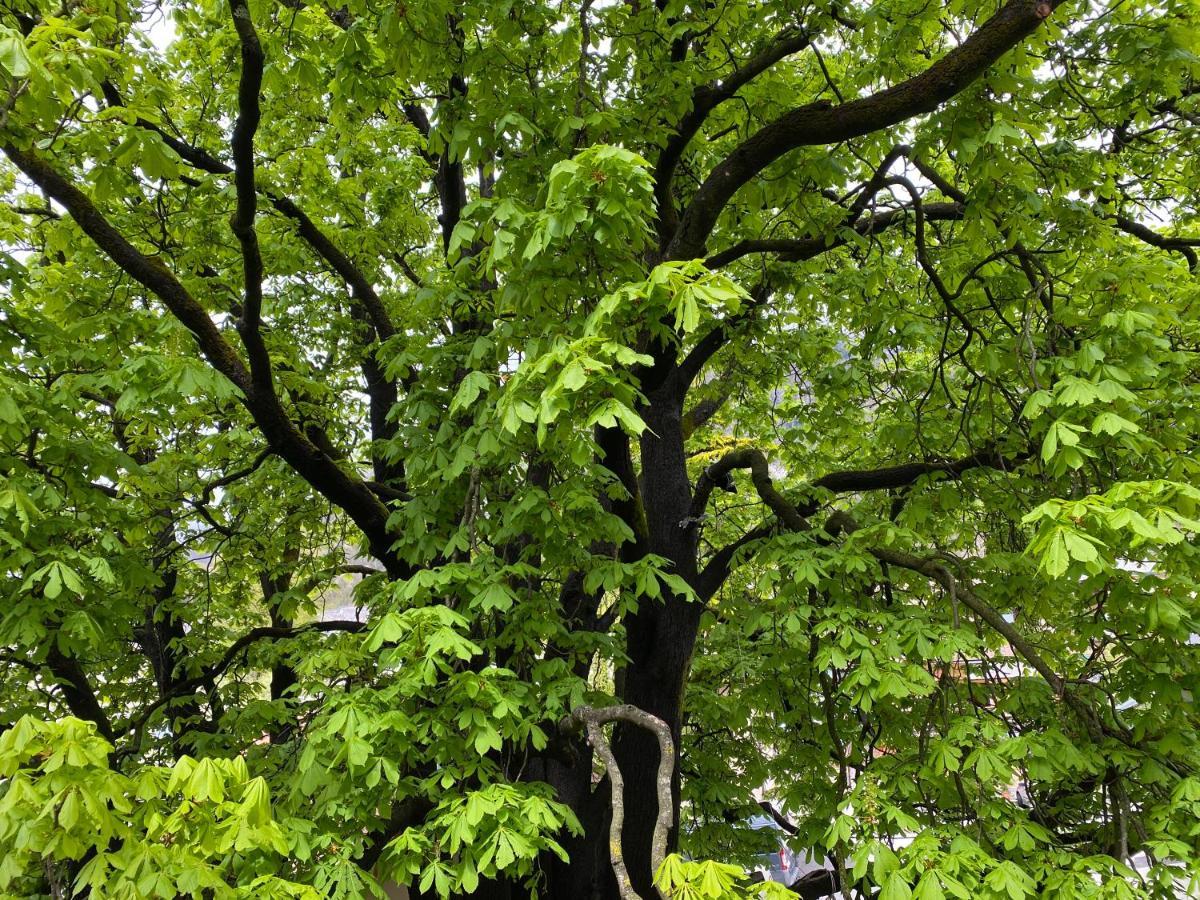 Green Corner Of Bovec - Apartment بوويتش المظهر الخارجي الصورة